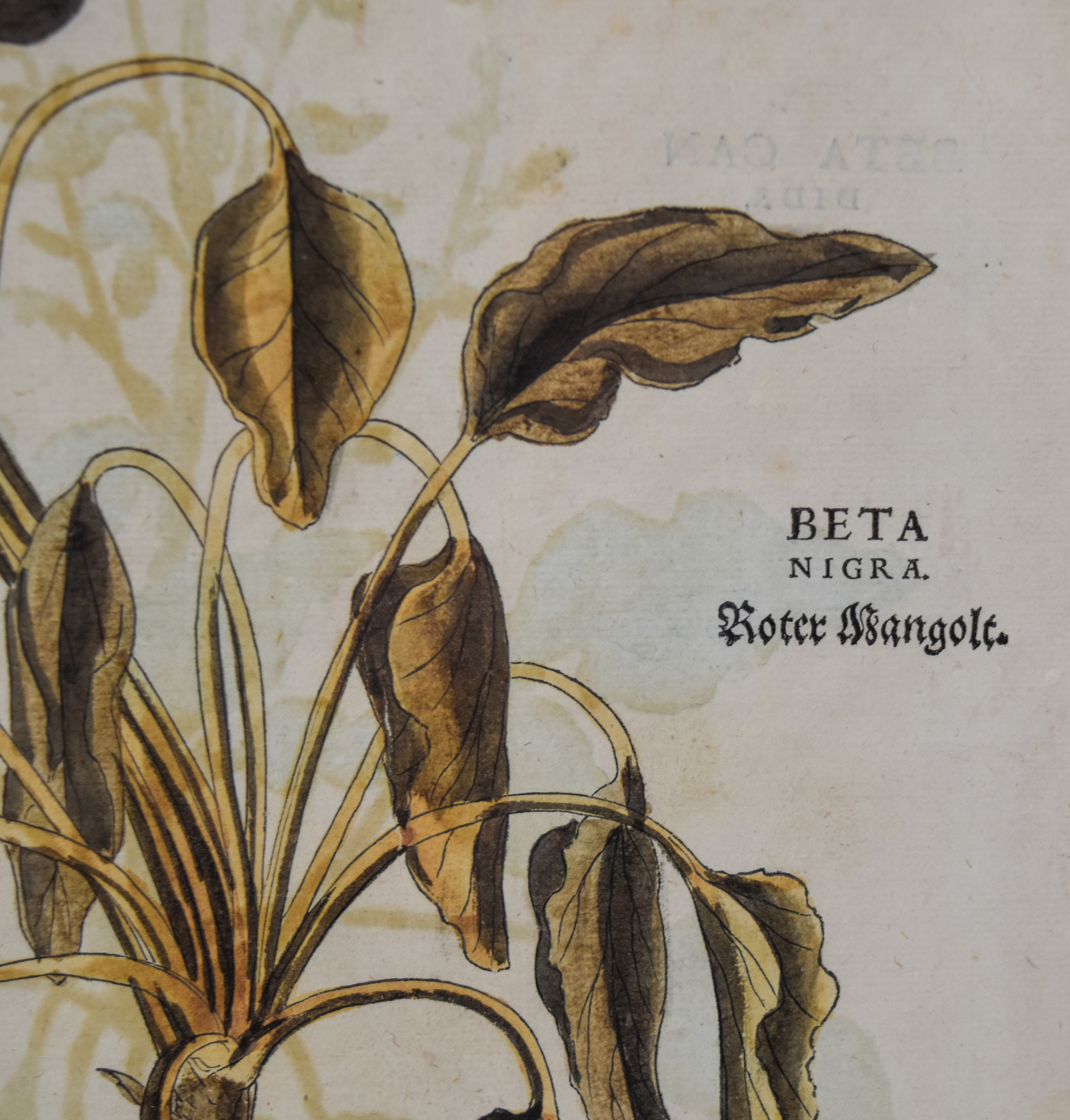 A Pair of Framed Hand-Colored Botanical Engravings from Johann Wilhelm Weinmann Phytanthoza Iconographia