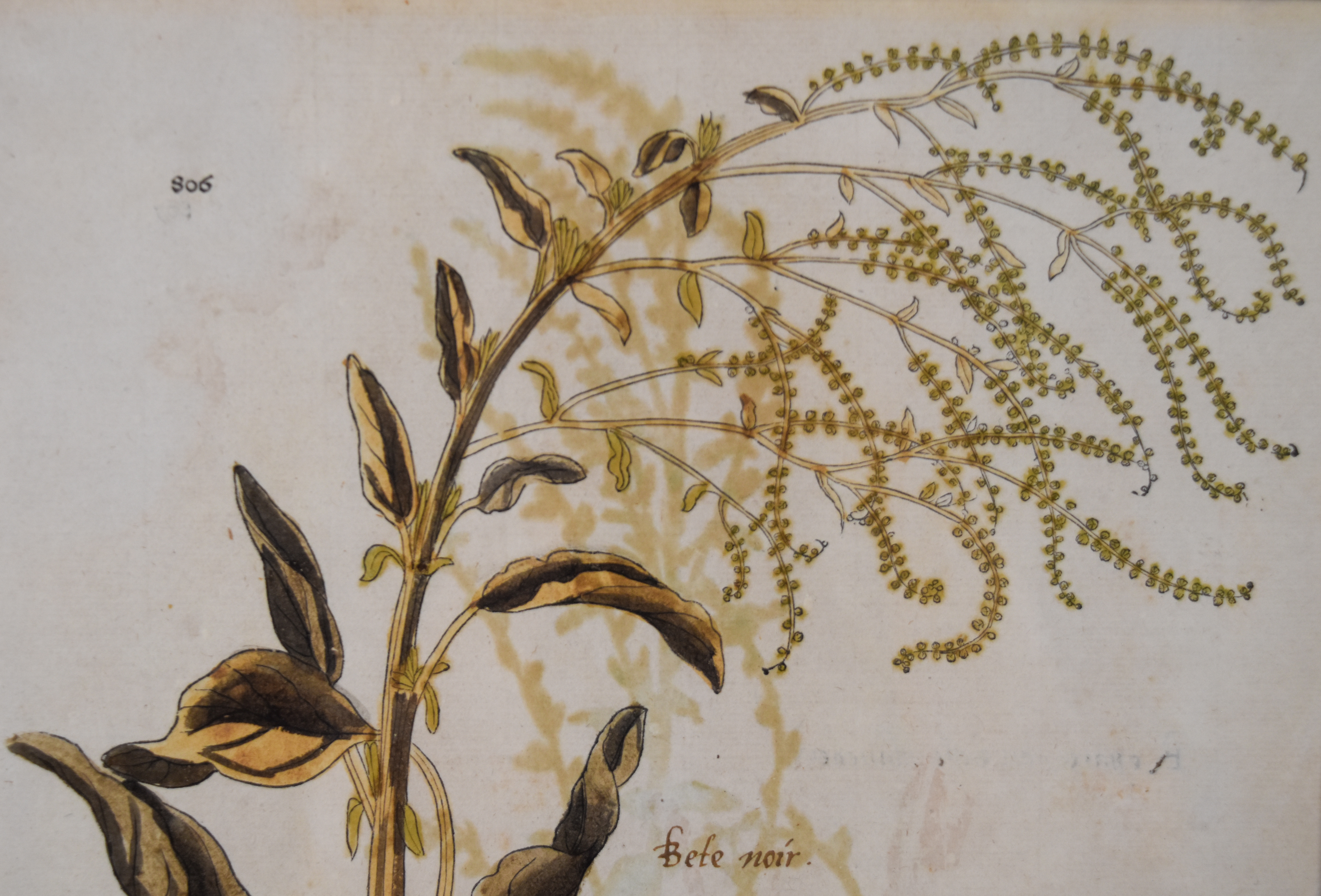 A Pair of Framed Hand-Colored Botanical Engravings from Johann Wilhelm Weinmann Phytanthoza Iconographia
