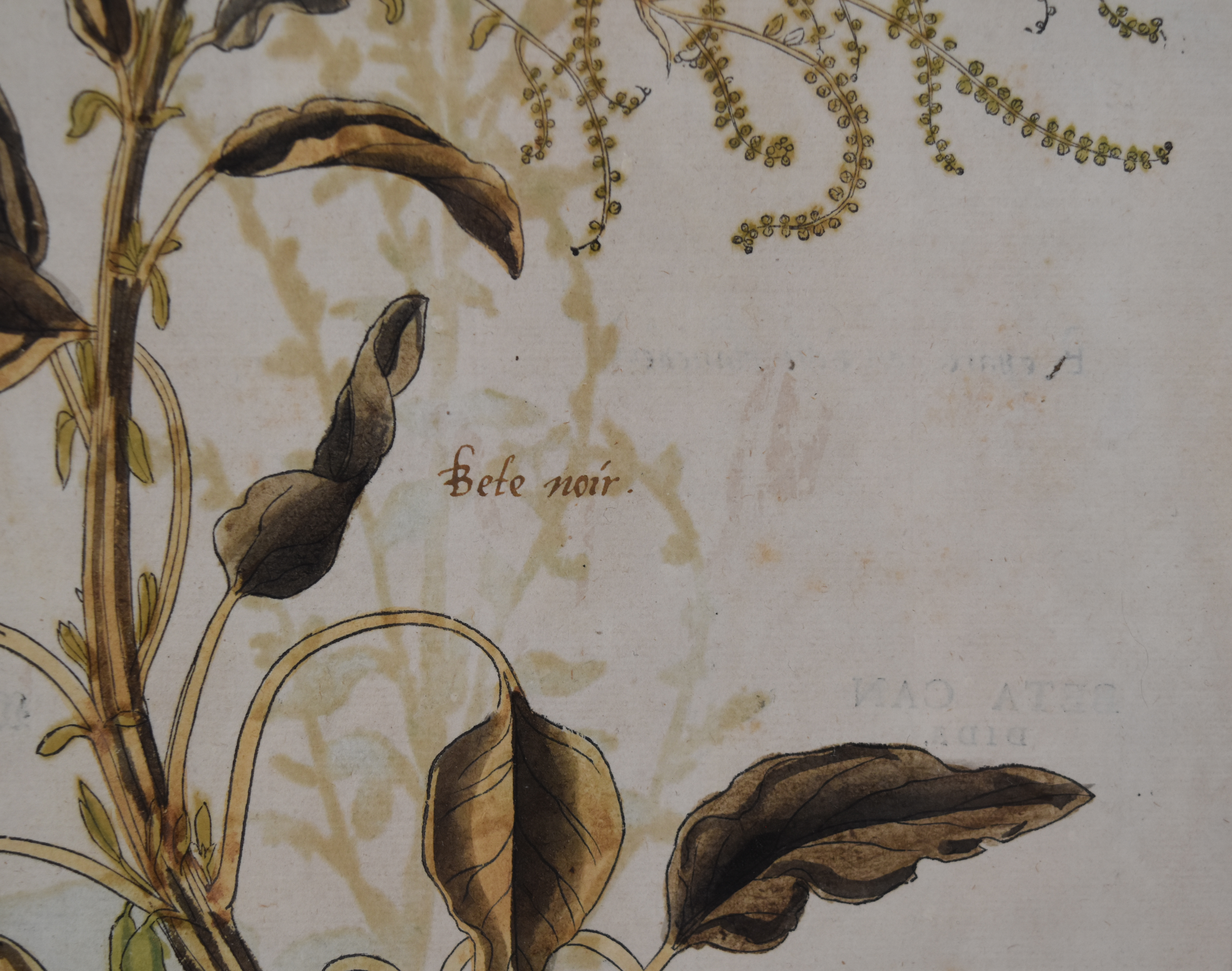 A Pair of Framed Hand-Colored Botanical Engravings from Johann Wilhelm Weinmann Phytanthoza Iconographia