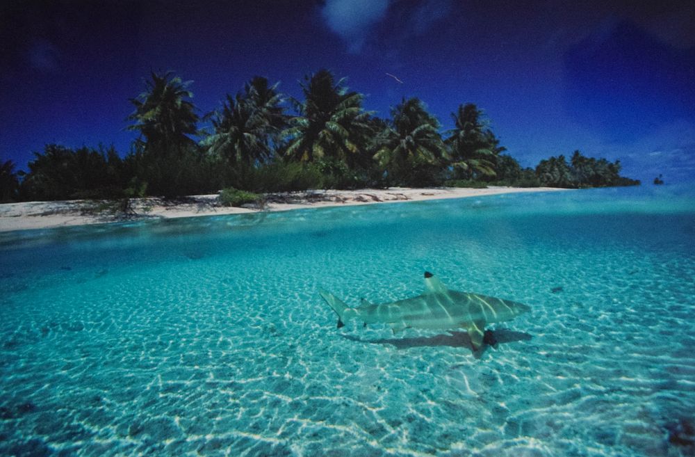Lot 249: Attributed to David Doubilet Cibachrome Print Blacktip Reef Shark Split Shot