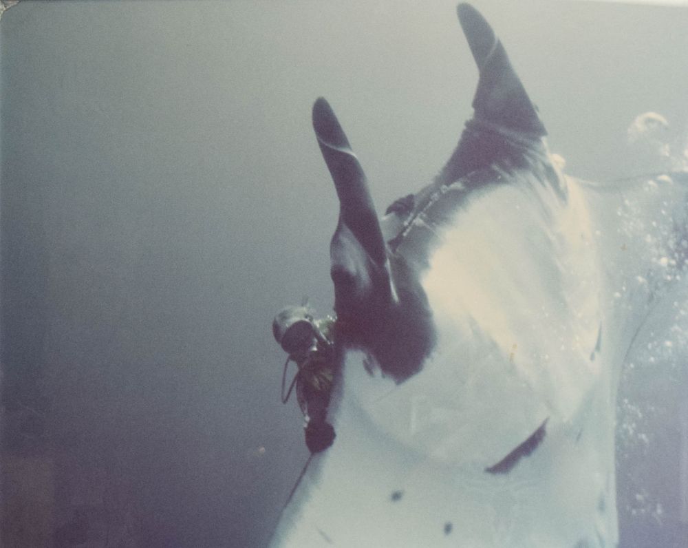 Lot 239: Peter Benchley Diving with Manta Ray, Chromogenic Print