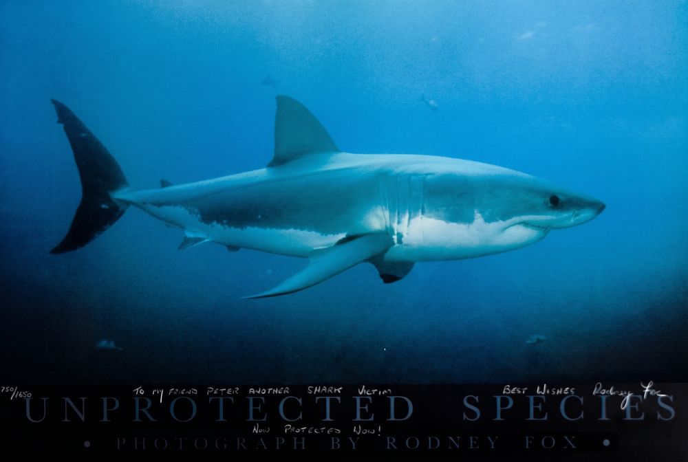 Lot 259: Rodney Fox Color Lithograph Great White Shark Unprotected Species Inscribed to Benchley