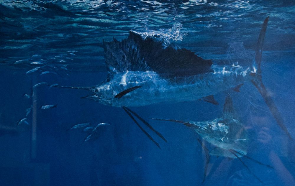 Lot 256: Stanley Meltzoff Offset Lithograph Sailfish Hunting Baitfish