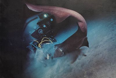 Shark and Research Submersible, Chromogenic Print. Chromogenic print documenting a deep-sea 