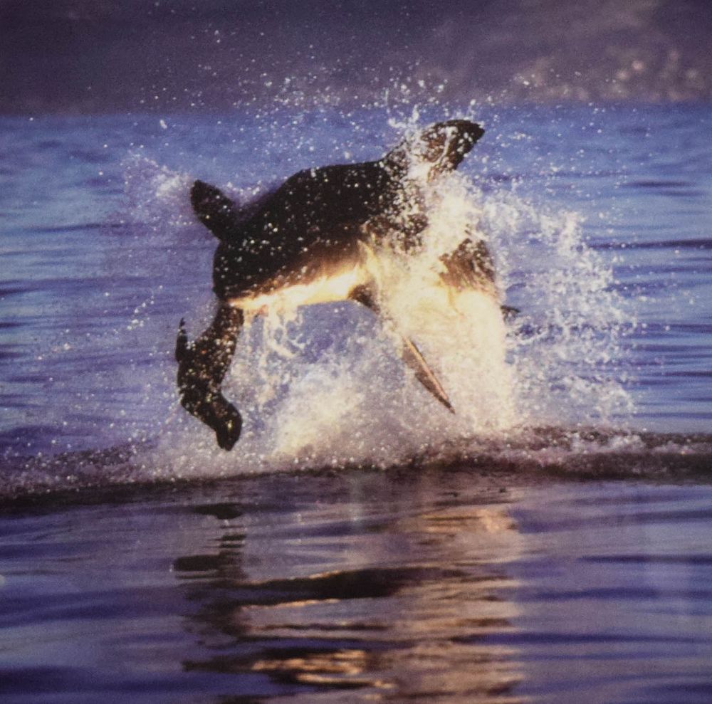 Lot 262: Dr. Neil Hammerschlag Chromogenic Print Great White Shark Breaching