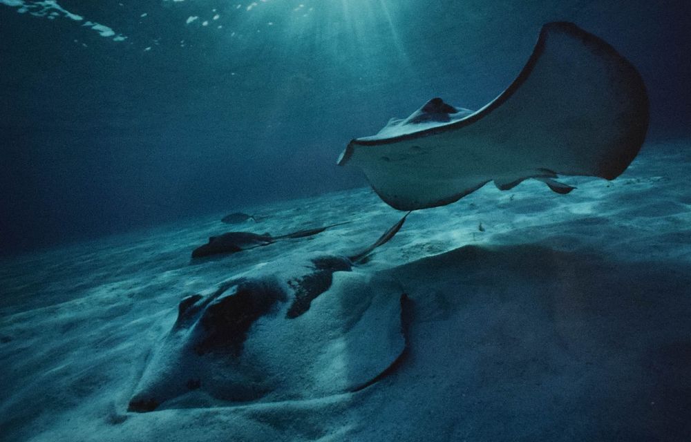 Lot 251: David Doubilet Cibachrome Print Stingrays Underwater