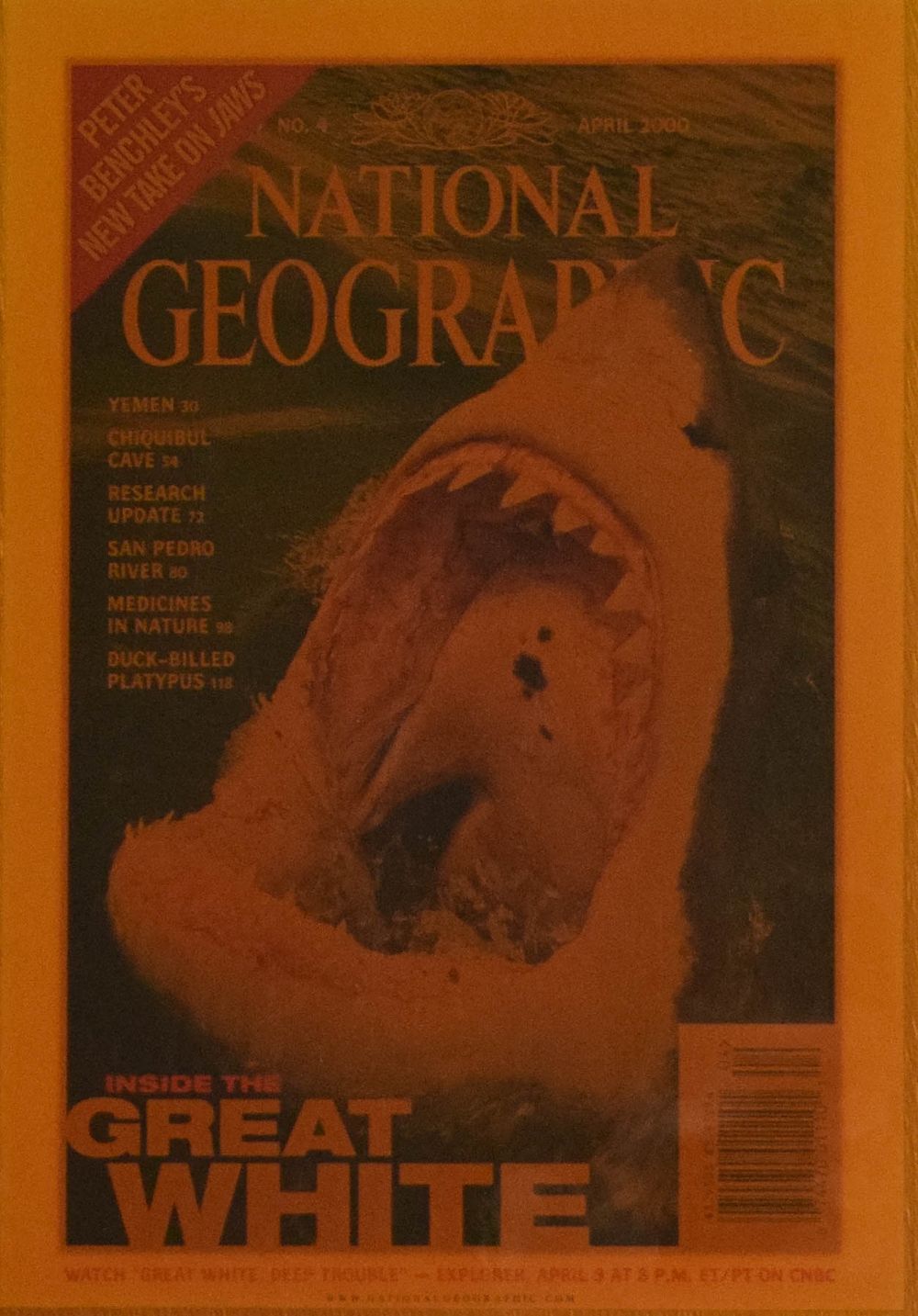 Lot 222: National Geographic Laminated Magazine Cover on Wood Plaque Great White Shark
