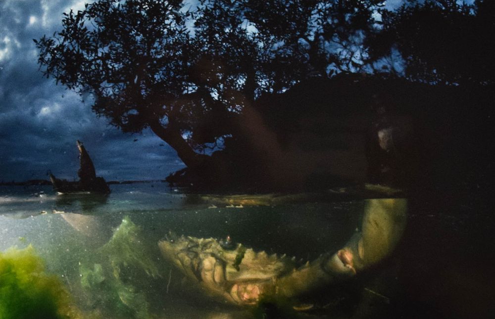 Lot 248: David Doubilet Cibachrome Print Crab in Mangroves