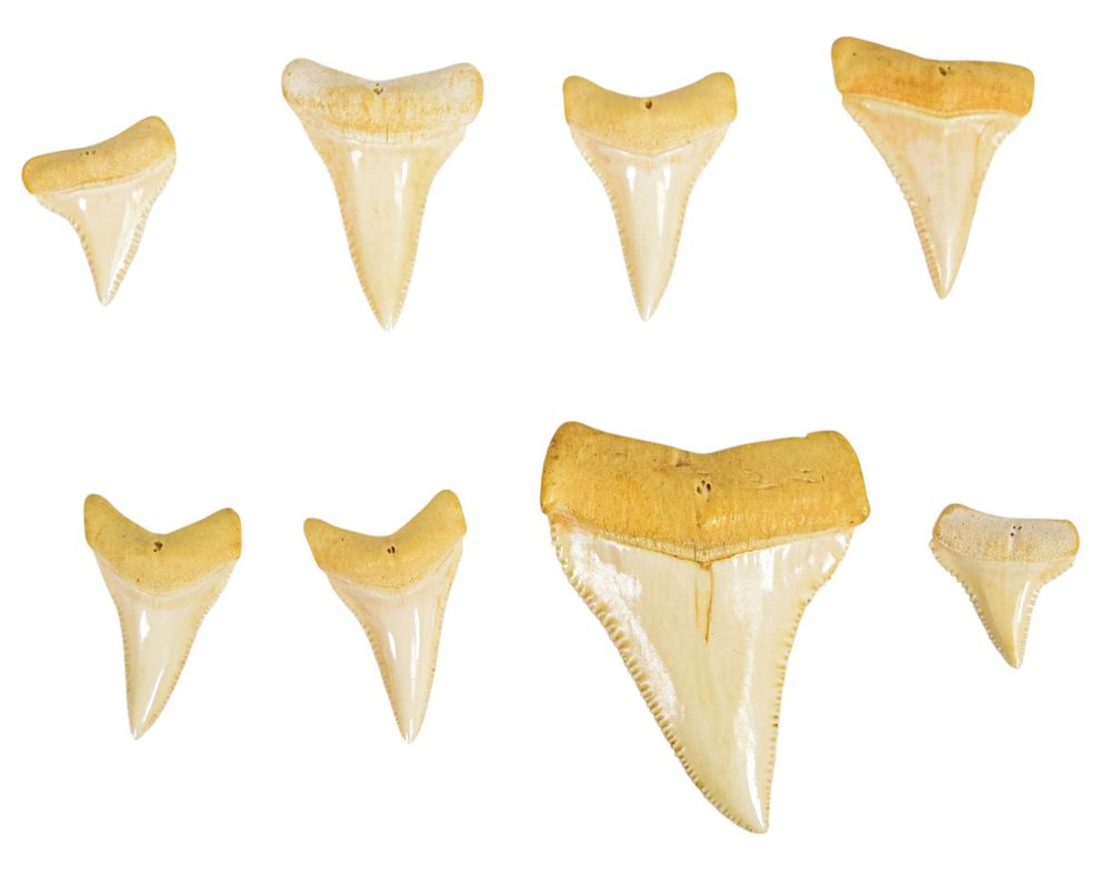 Lot 265: Collection of Great White Shark Teeth from the Personal Collection of Peter Benchley