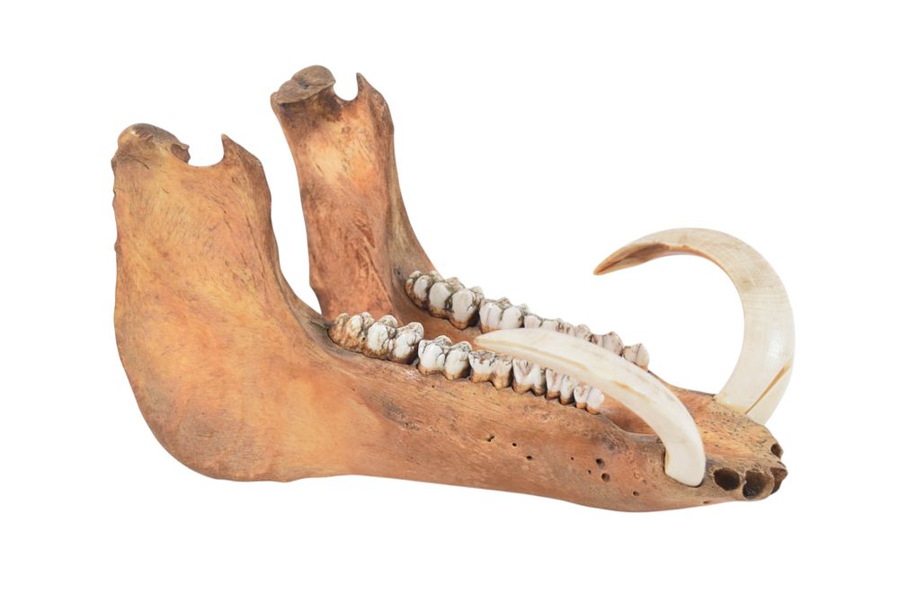 Lot 41: Male Wild Boar Mandible with Tusks