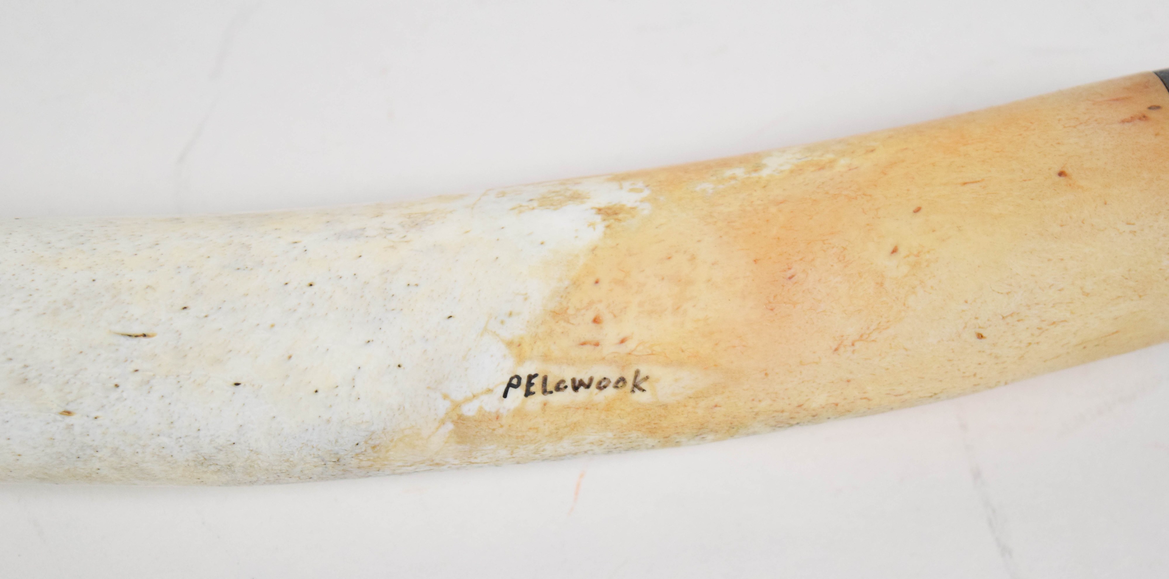 Pelewook Alaskan Inuit Carved Walrus Oosik