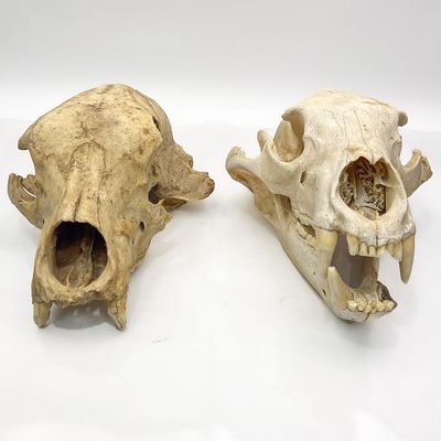 Lot of 2 Black Bear Skulls. Condition: As Found. Dimensions: Larger- L- 11.5" x H-5". 