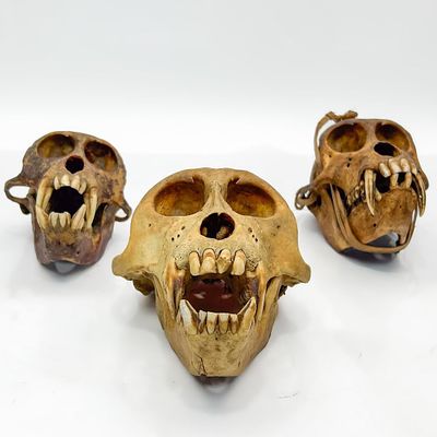 Lot of 3 Probably African Monkey Skulls. Condition: Generally Very Good. Dimensions: L- 6.5" x 