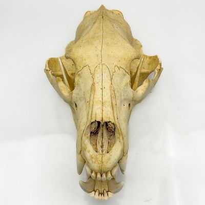 Rare Grizzly Bear Skull From Montana. Condition: Generally Very Good. Dimensions: L- 12" x W- 