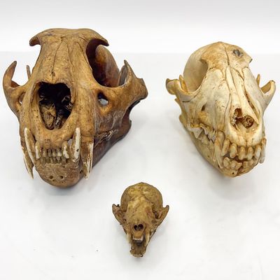 Lot of 3 Animal Skulls Including a Coyote, Wild Cat &amp; 1 Other Small Skull. Condition: 