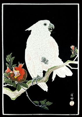 COCKATOO AND POMEGRANATE - OHARA KOSON | EMAILSCHILD. COCKATOO AND POMEGRANATE - OHARA KOSON | 