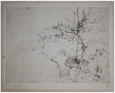 אנה טיכו (ישראל - צ'כיה, 1980- 1894) - עץ זית בנוף הרי ירושלים, תחריט, פלטה: 17x23 ס״מ, גיליון : 